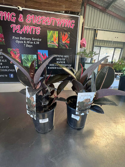 Ficus Burgundy Variety