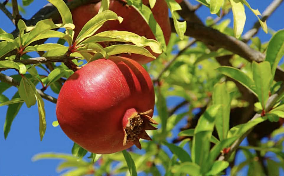 Pomegranate Wonderful Variety