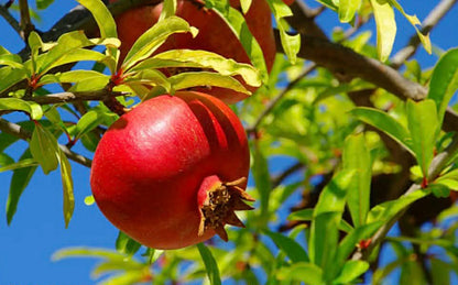 Pomegranate Wonderful Variety