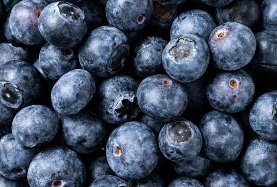 Blueberry Sunshine Blue Variety