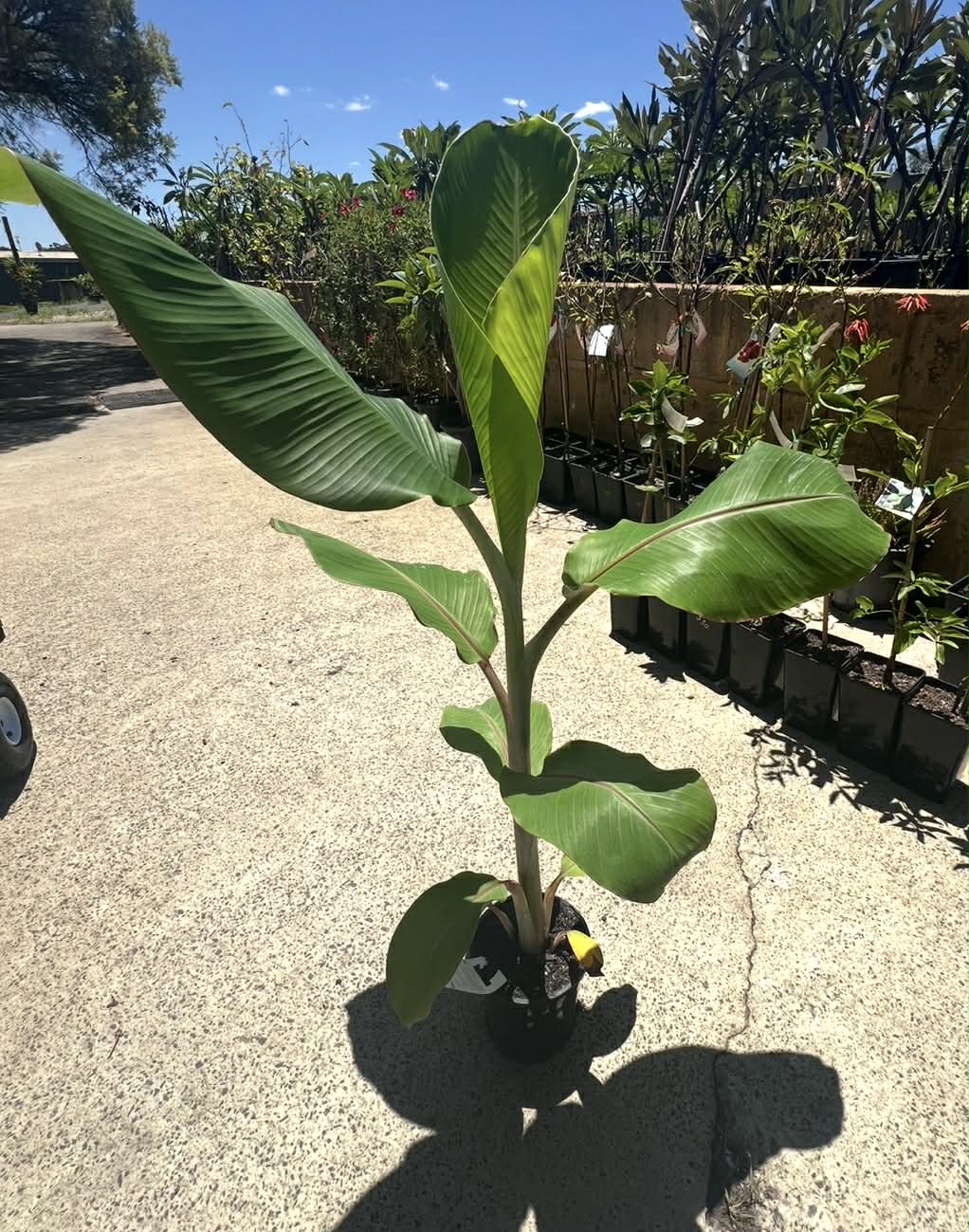 Dwarf Banana Musa Ducasse Variety
