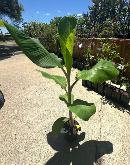 Dwarf Banana Musa Ducasse Variety