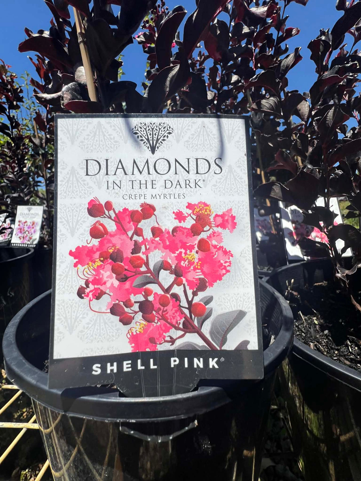 Diamonds In The Dark Shell Pink Crepe Myrtle