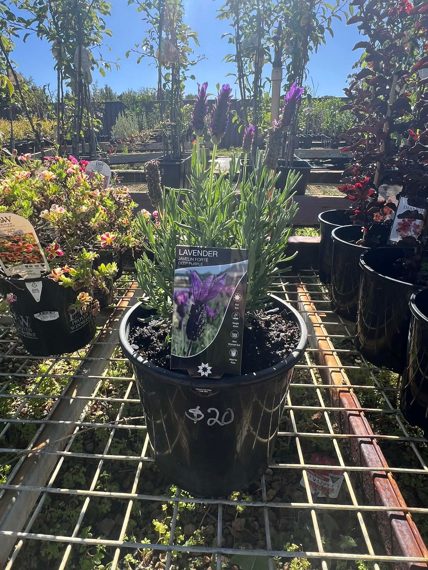 Lavender Javelin Forte Deep Purple