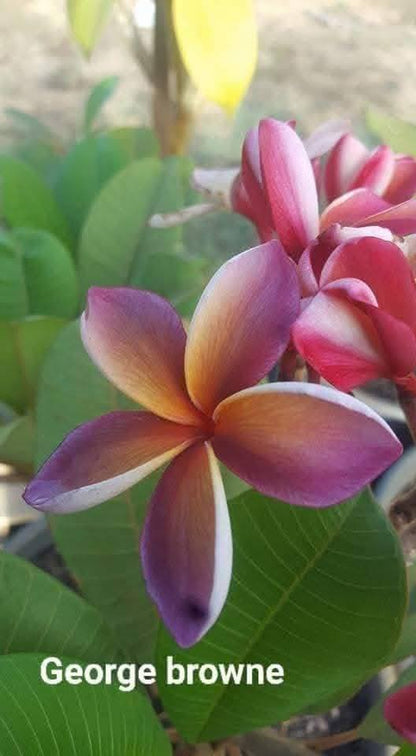 Frangipani Dwarf george brown
