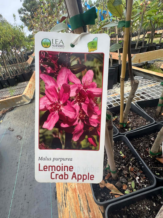 Crab Apples Malus Purpurea Variety