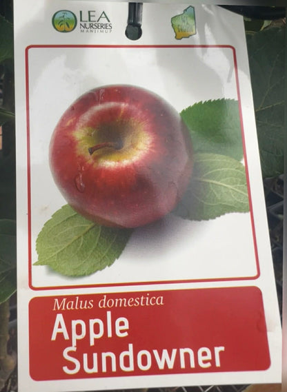 Apple Sundowner Variety