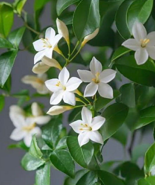 White Star Jasmin