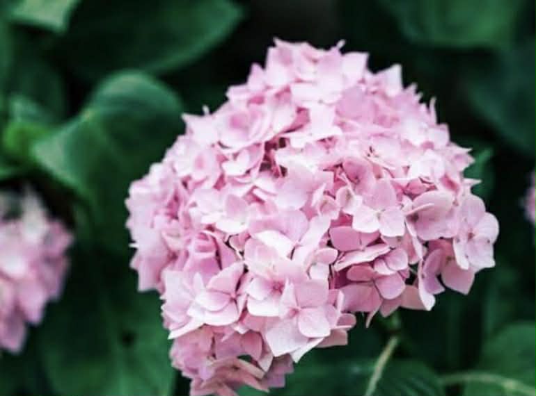 Hydrangea Perfection Variety