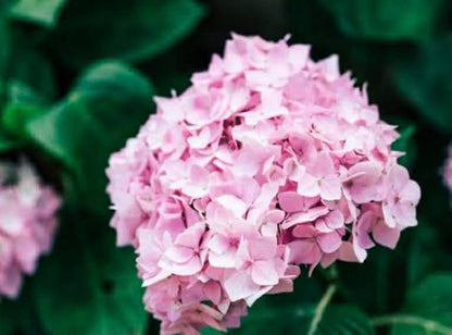 Hydrangea Perfection Variety