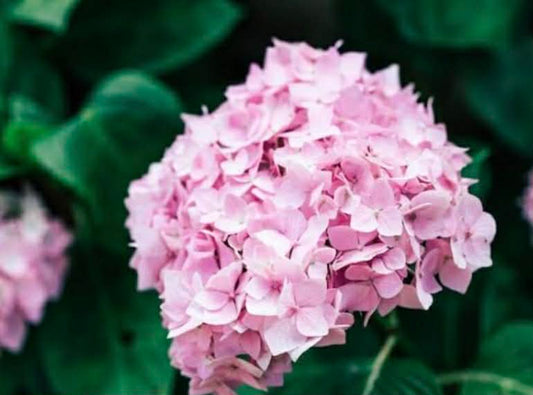 Hydrangea Perfection Variety