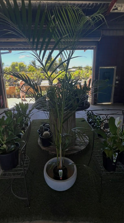 Golden Cane Palms