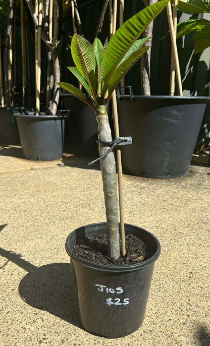 Special J105 Frangipani