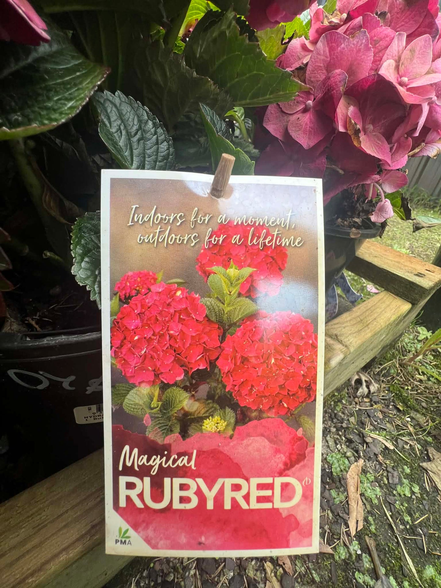 Hydrangea Magical Ruby Red Variety
