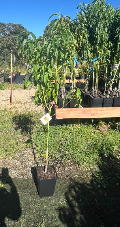 Angel Peach (Subtropical)