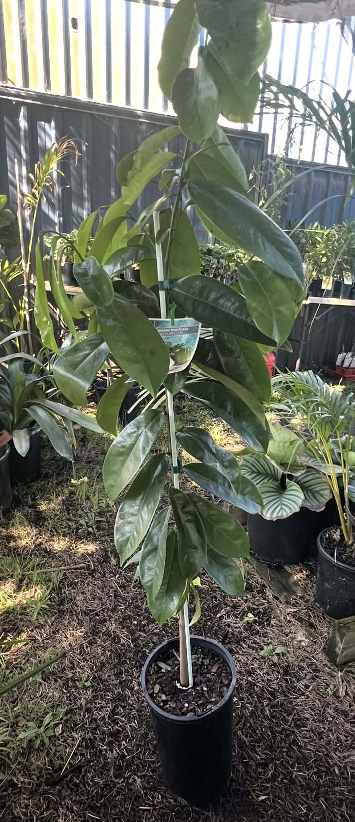 Sour Sop