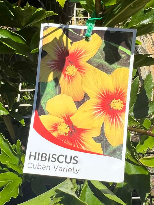 Hibiscus Cuban Variety