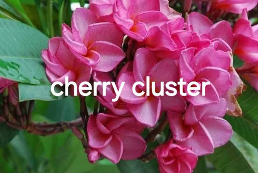 Frangipani Dwarf Cherry Clusters