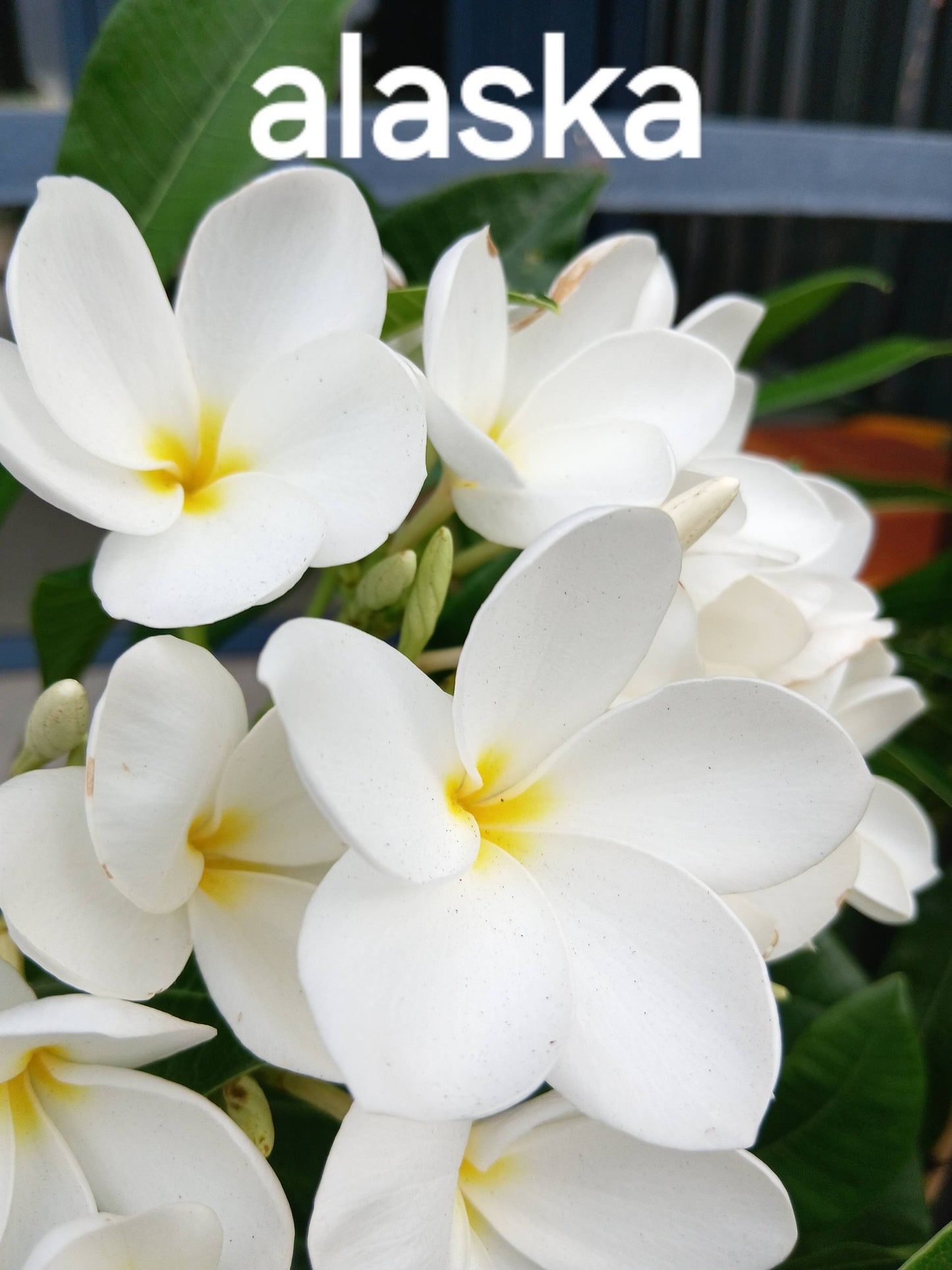 Frangipani Dwarf Evergreen Alaska