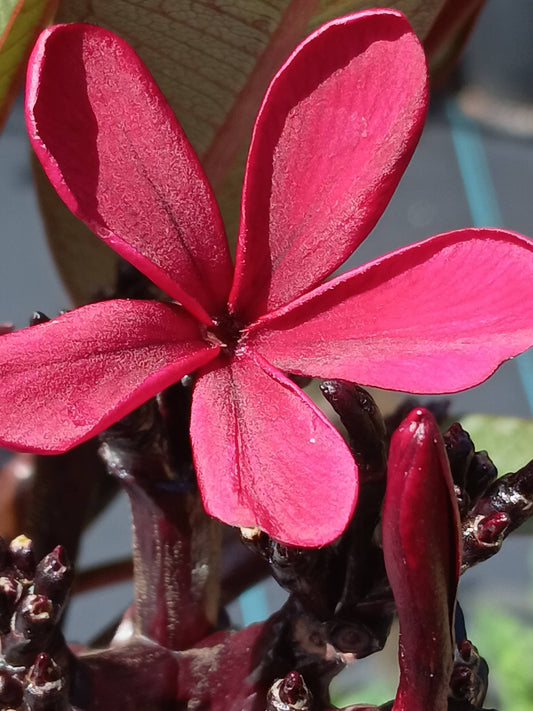 Frangipani Darwin blackjack