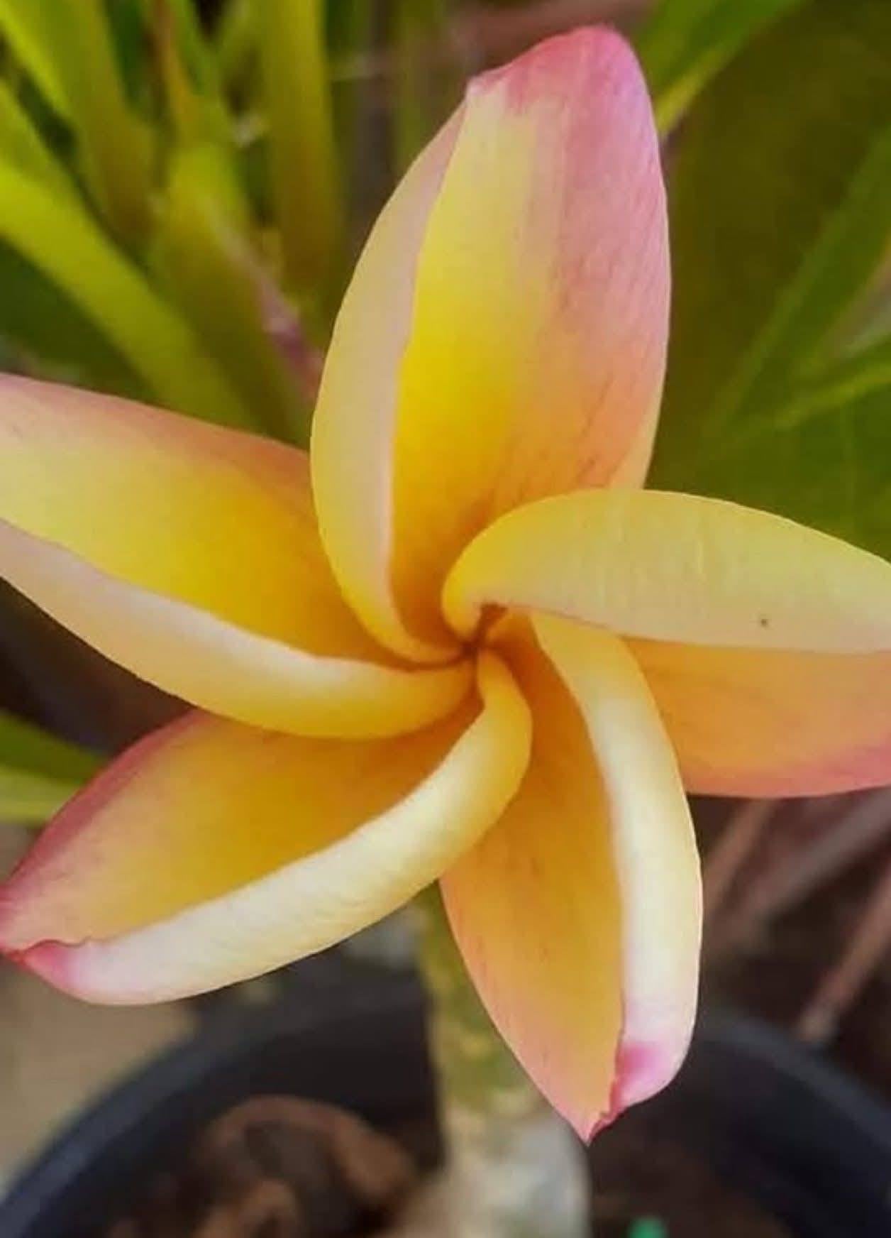 Frangipani Moragne #23