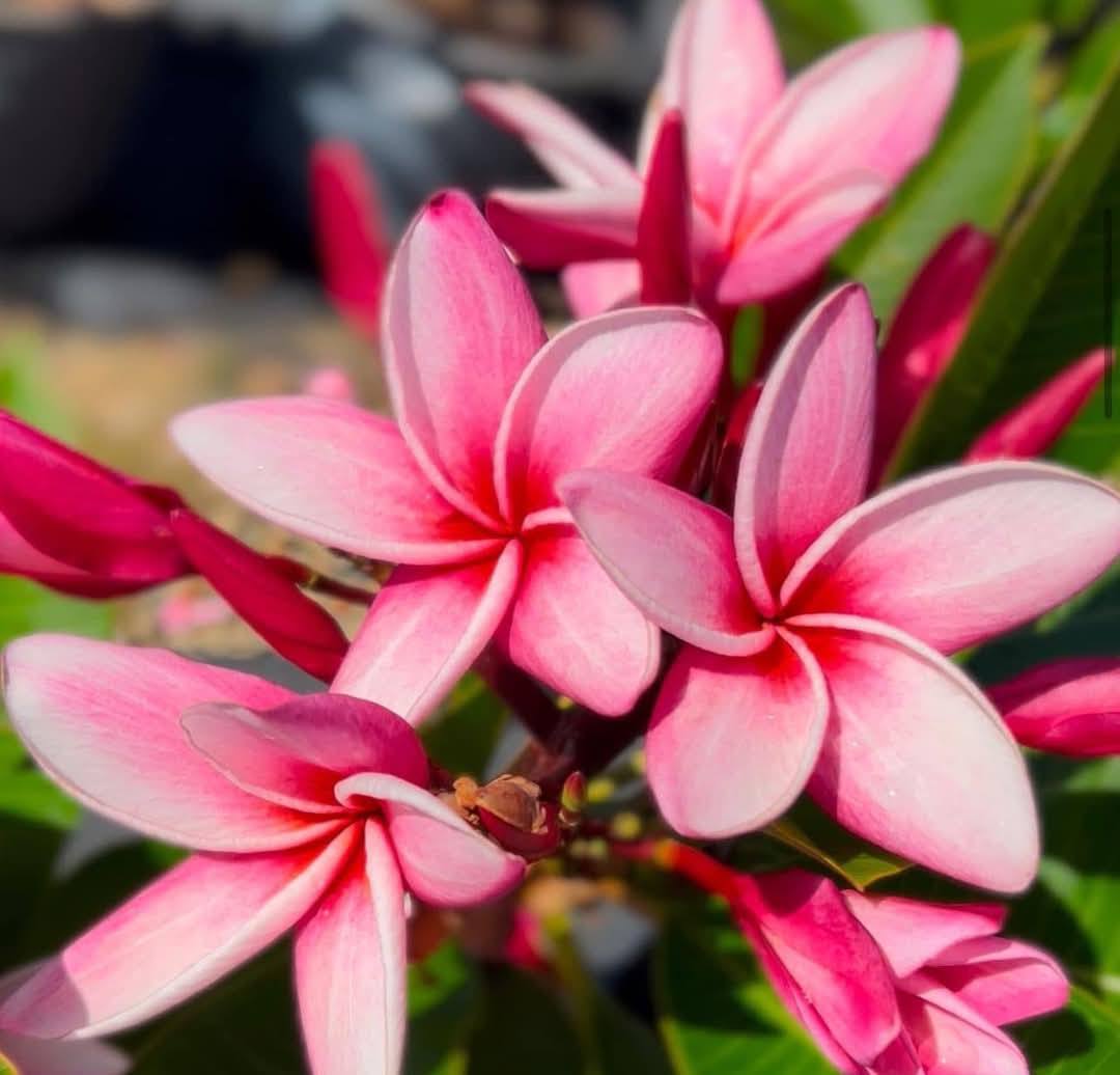 Frangipani Jeanne Moragne Senior