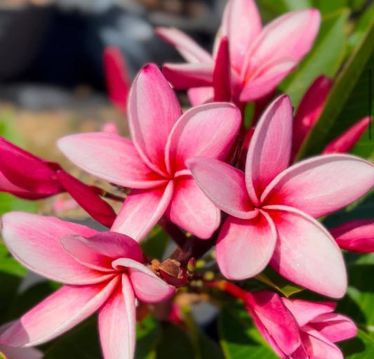 Frangipani Jeanne Moragne Senior