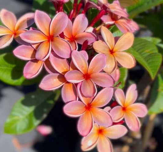Frangipani Dwarf george brown