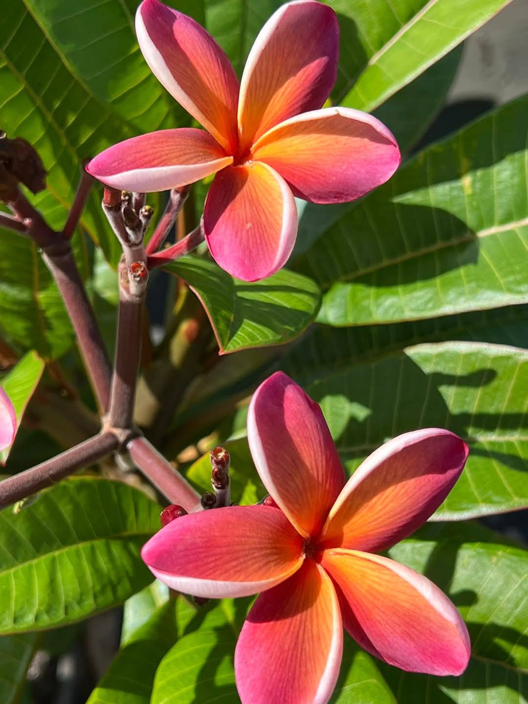 Frangipani Dwarf george brown