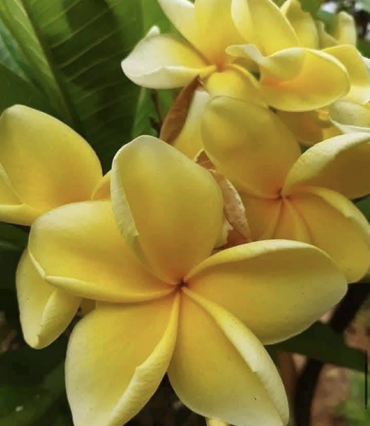 Frangipani Darwin yellow