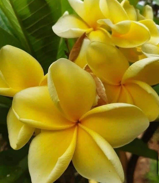 Frangipani Darwin yellow