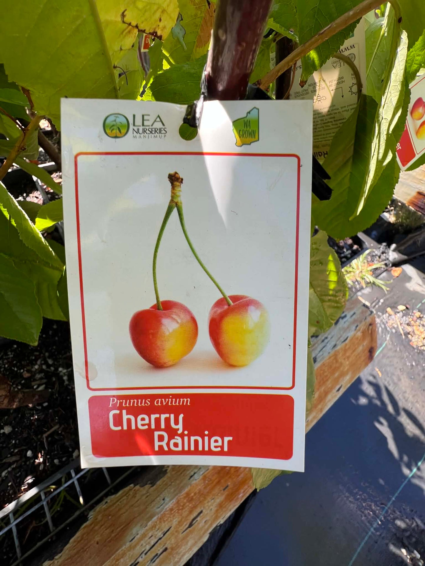 Rainier Cherry Tree