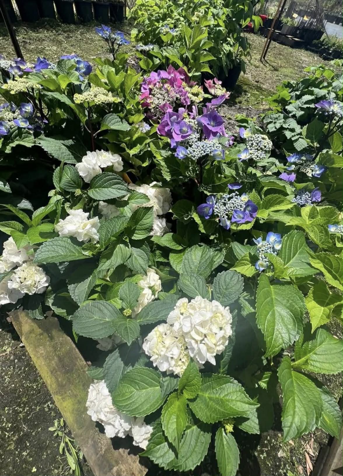 Hydrangea Magical Pearl Variety