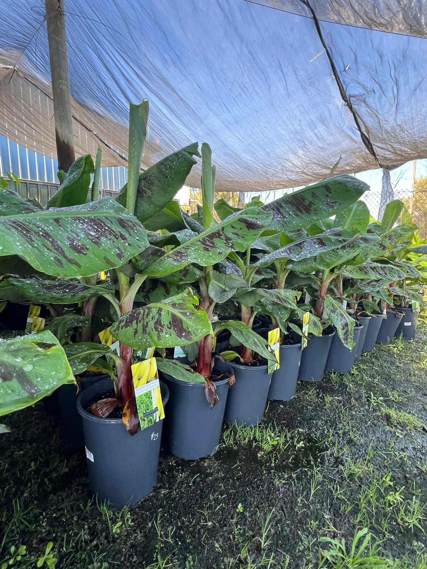 Banana Carnarvon Variety