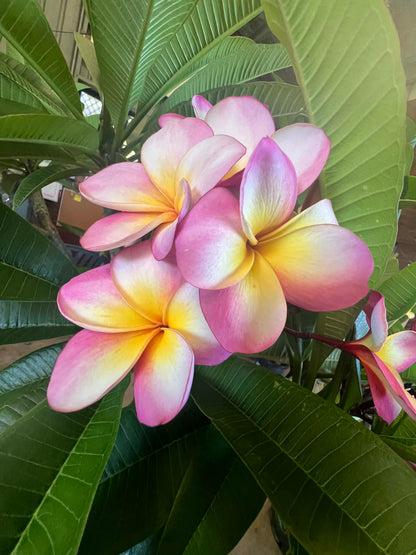 Frangipani Cotton Candy