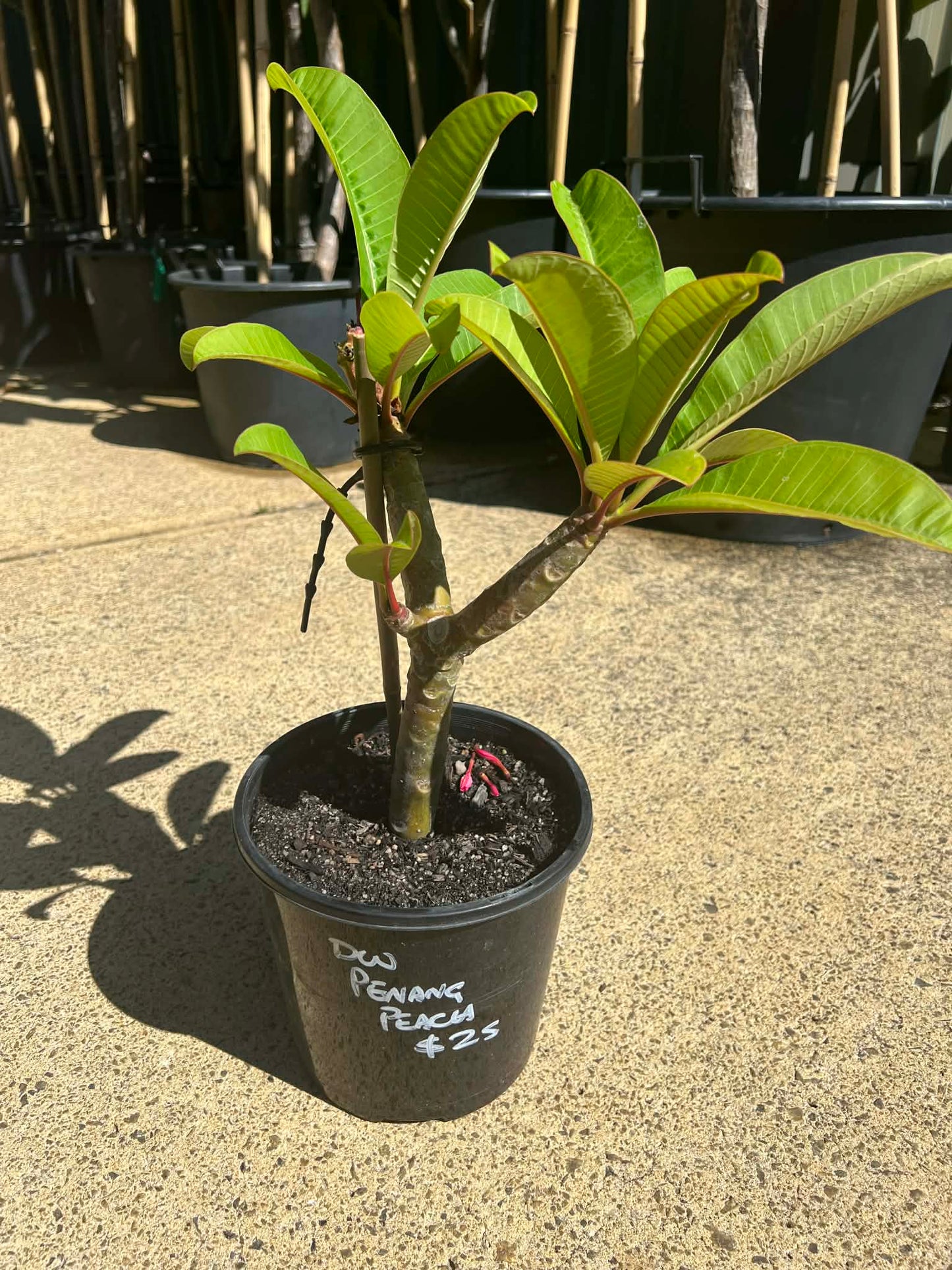 Special Penang Peach Frangipani
