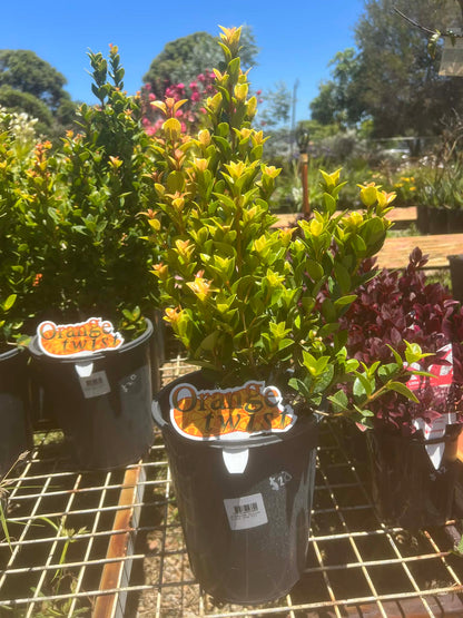 Lilly Pilly Orange twist Variety