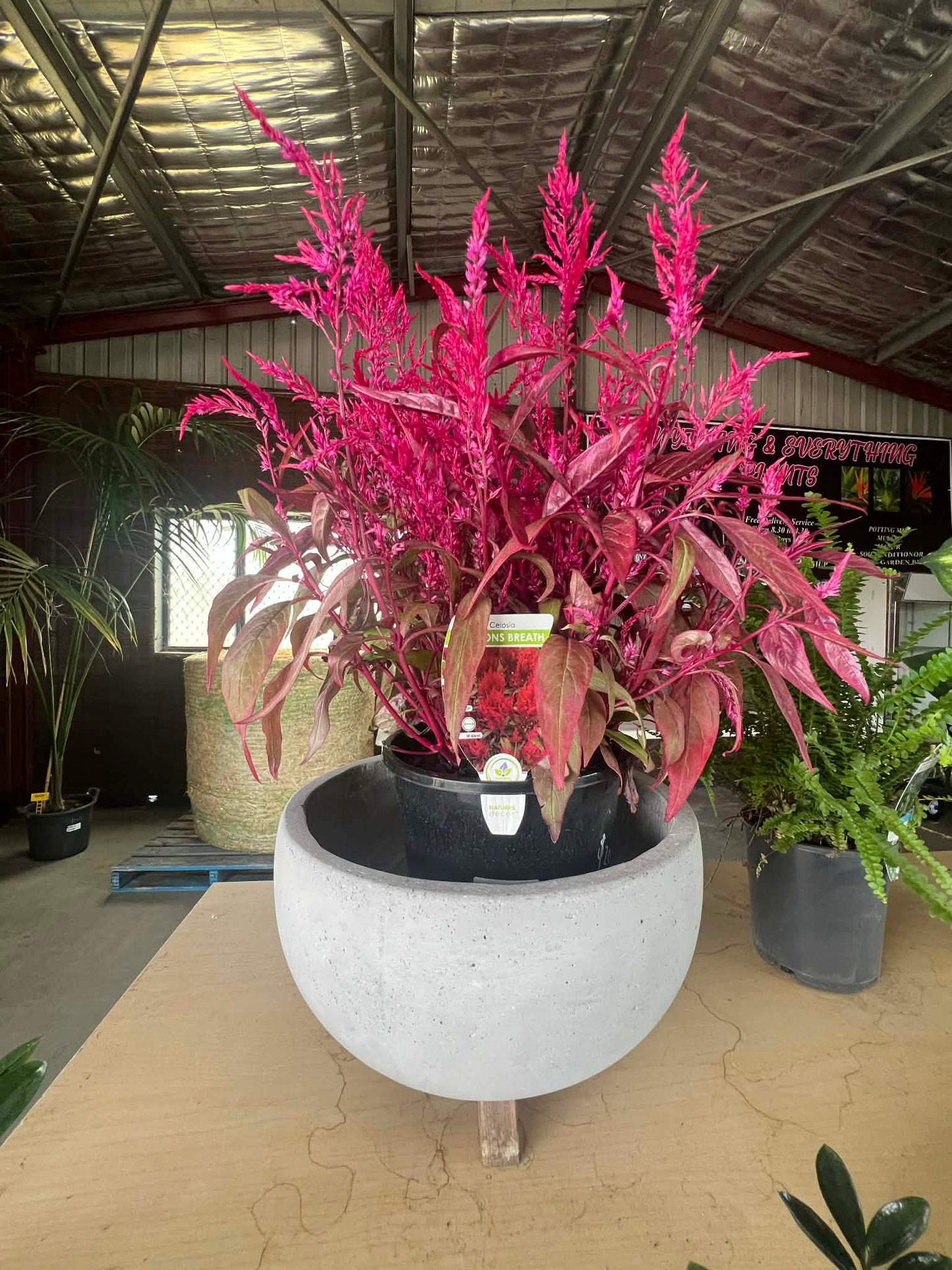 Celosia Dragons Breath