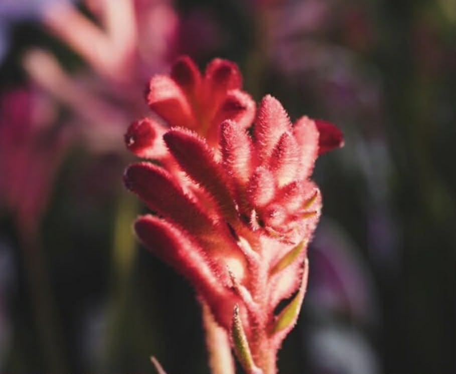 Red Kangaroo Paw