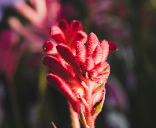 Red Kangaroo Paw