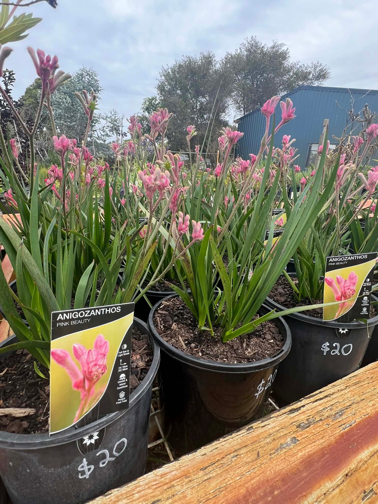Kangaroo Paw Pink Beauty Variety