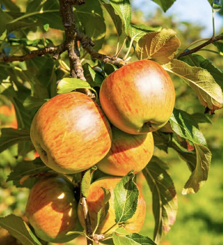Dwarf Columnar Apple Tree Herald Variety