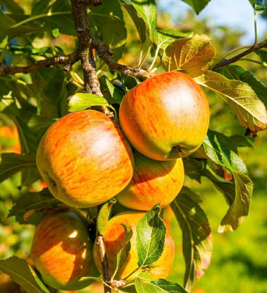 Dwarf Columnar Apple Tree Herald Variety