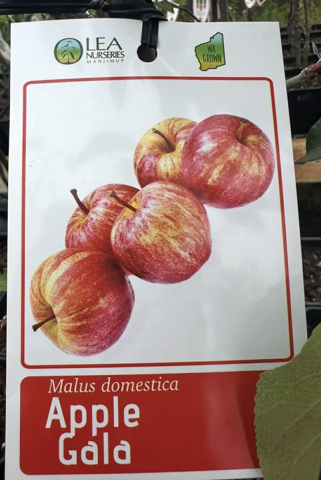 Apple Gala Variety