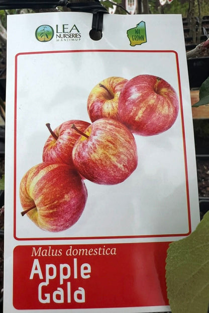Apple Gala Variety