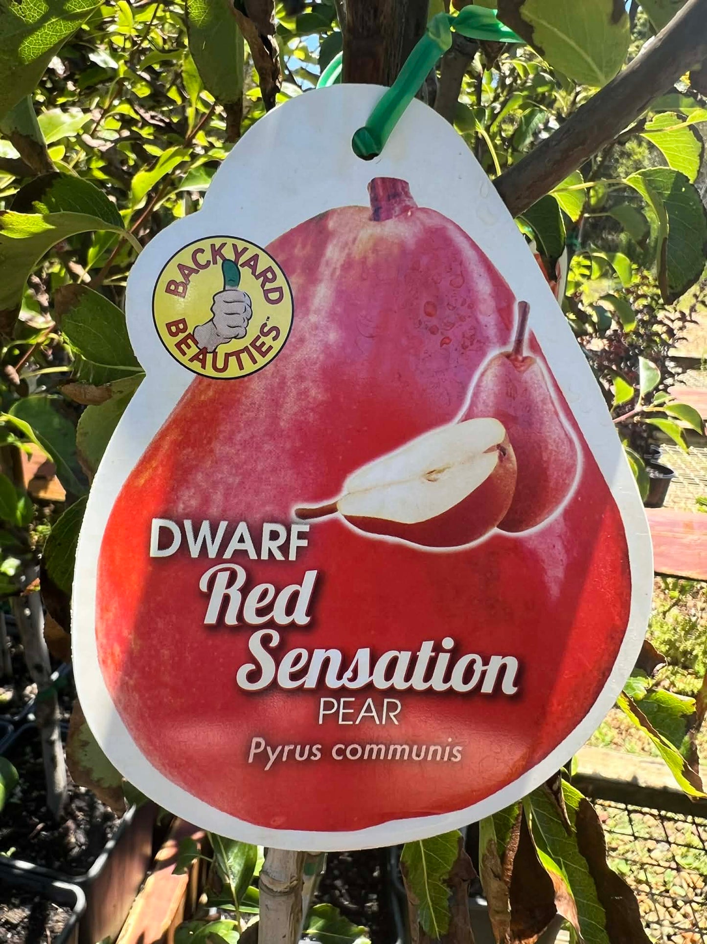 Red Sensation Pear