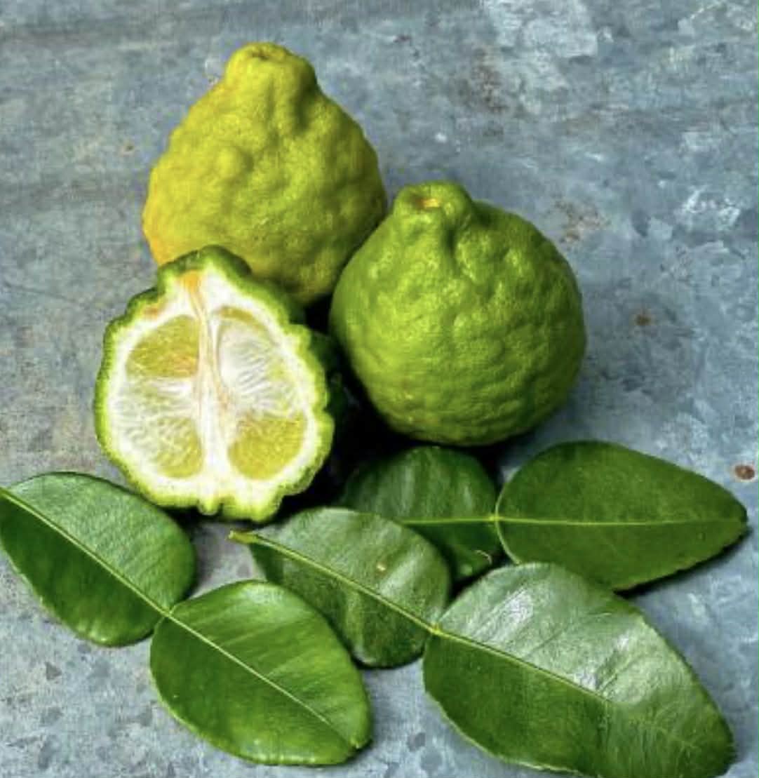 Lime Kaffir Variety