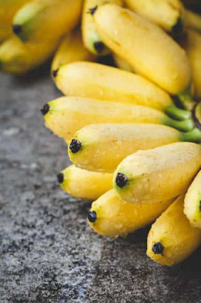 Dwarf Banana Musa Ducasse Variety