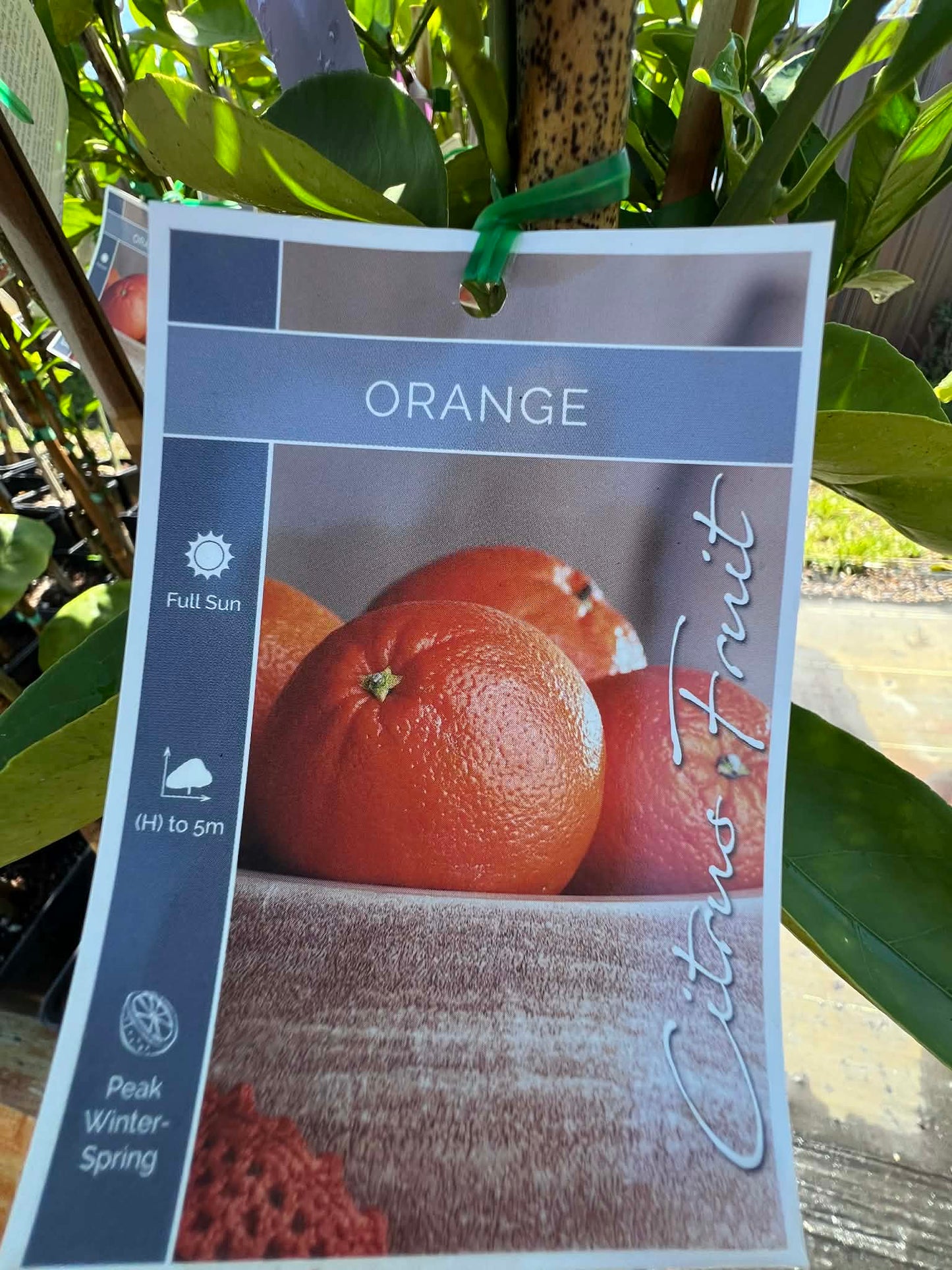 Orange Fisher Variety