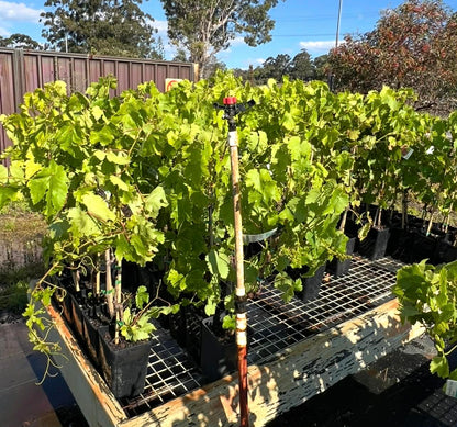 Grape Vine Crimson Seedless Variety